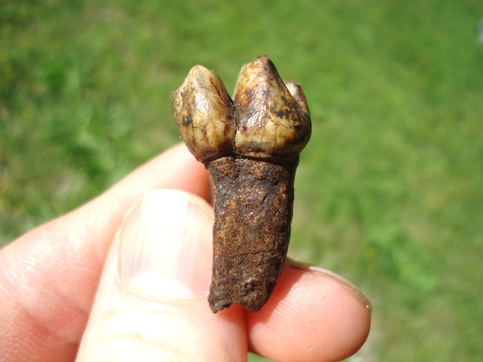 Large image 1 Colorful Rooted Manatee Tooth