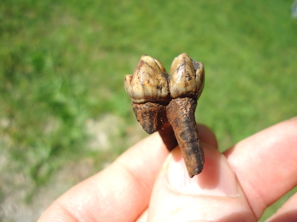 Large image 3 Colorful Rooted Manatee Tooth