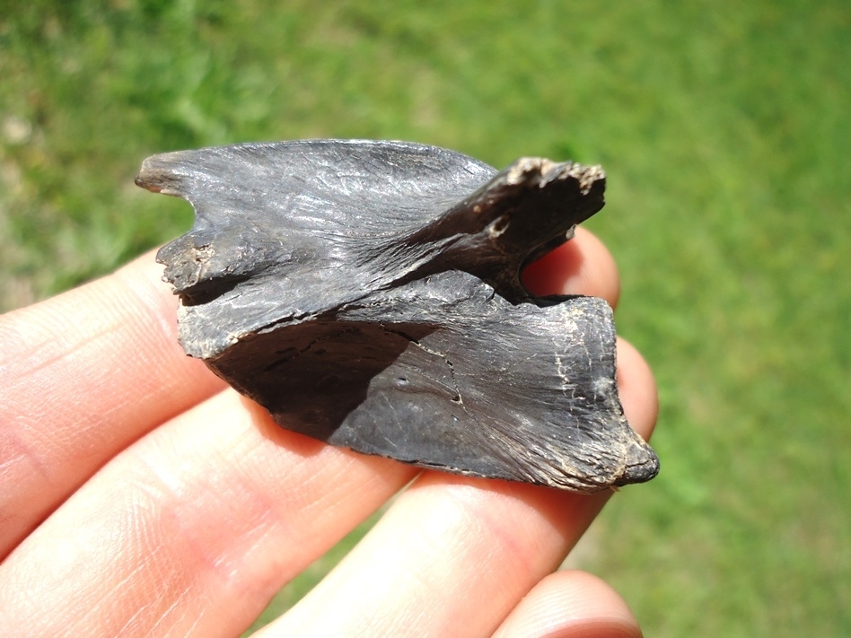 Large image 1 Top Quality Common Snapping Turtle Vertebra