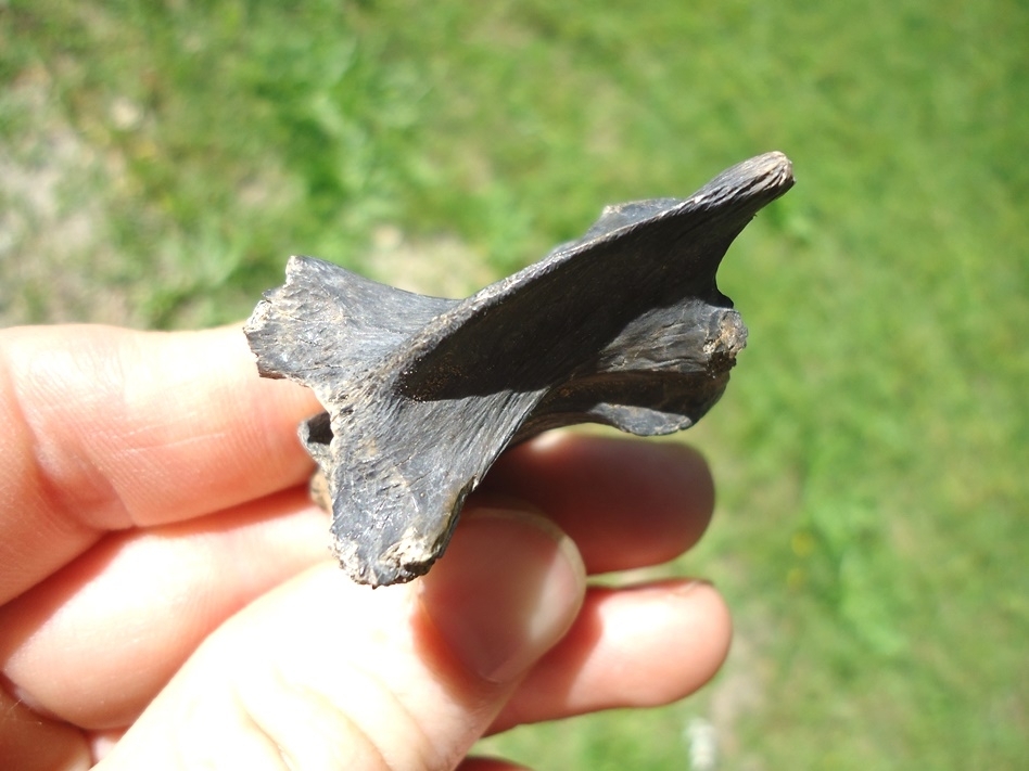 Large image 2 Top Quality Common Snapping Turtle Vertebra