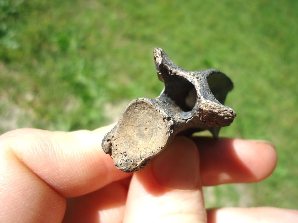 Large image 3 Top Quality Common Snapping Turtle Vertebra