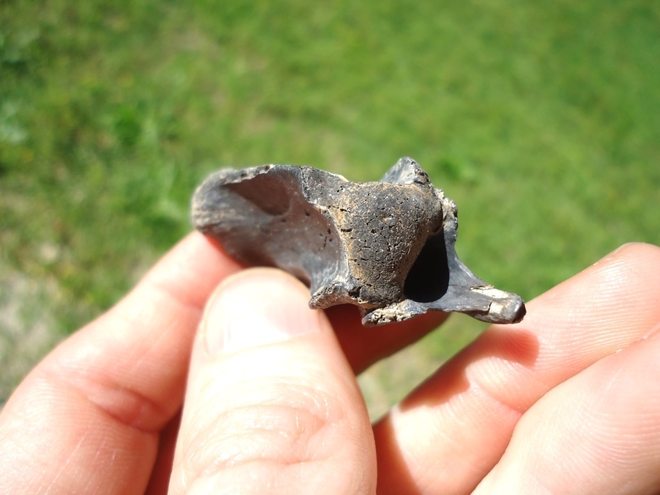 Large image 4 Top Quality Common Snapping Turtle Vertebra