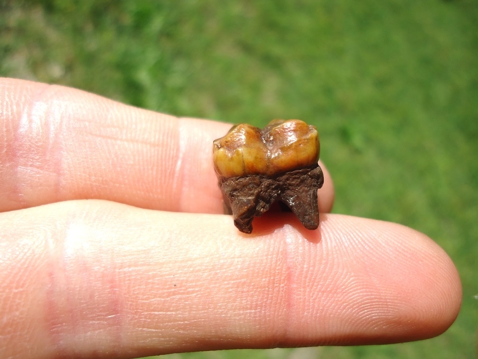 Large image 1 Stunning Orange Peccary Molar