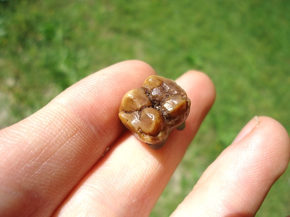 Large image 2 Stunning Orange Peccary Molar