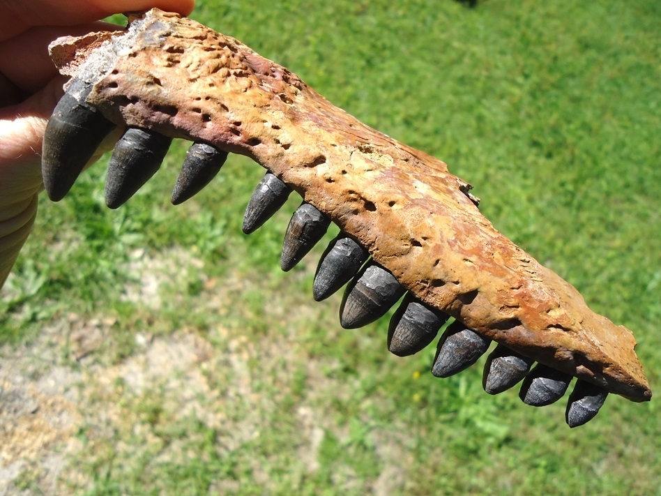 Large image 2 Awesome Alligator Maxilla with 12 Teeth