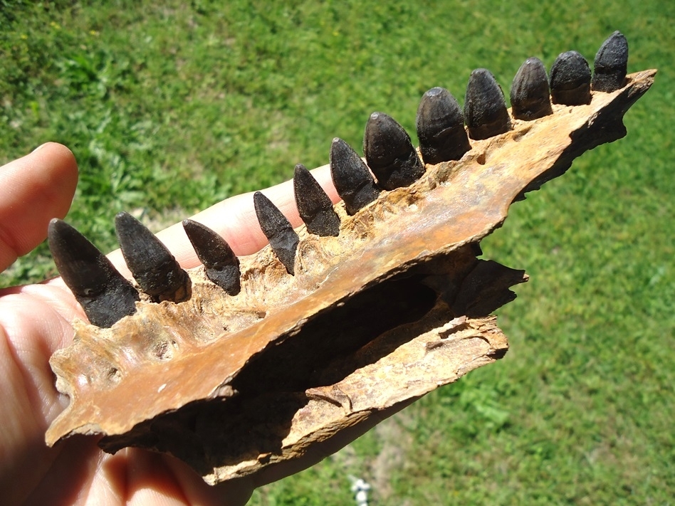 Large image 4 Awesome Alligator Maxilla with 12 Teeth