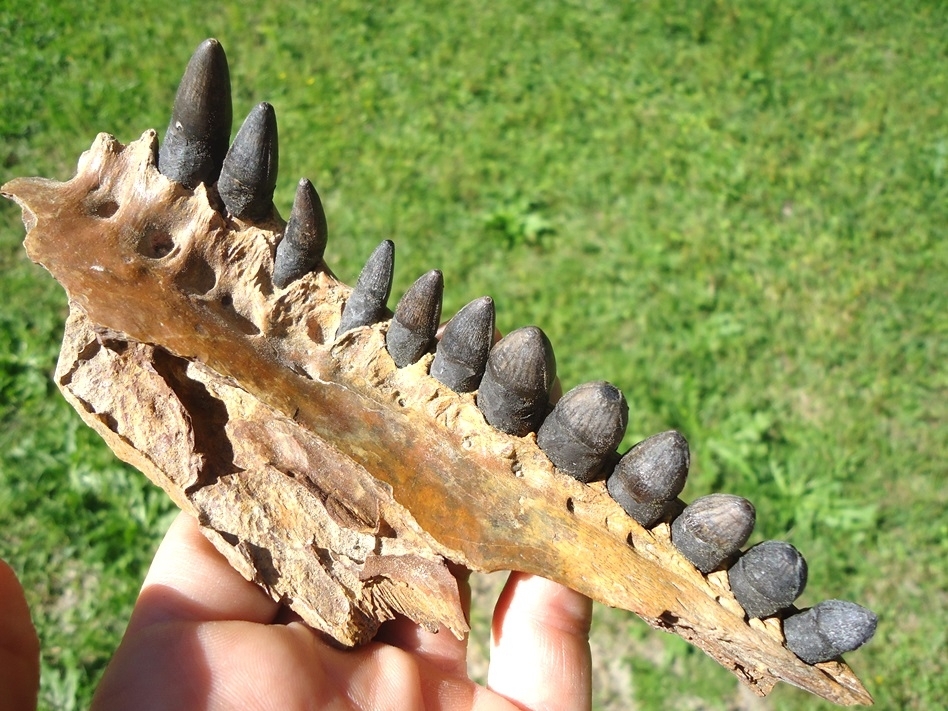 Large image 5 Awesome Alligator Maxilla with 12 Teeth