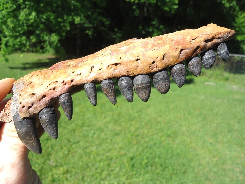 Large image 7 Awesome Alligator Maxilla with 12 Teeth