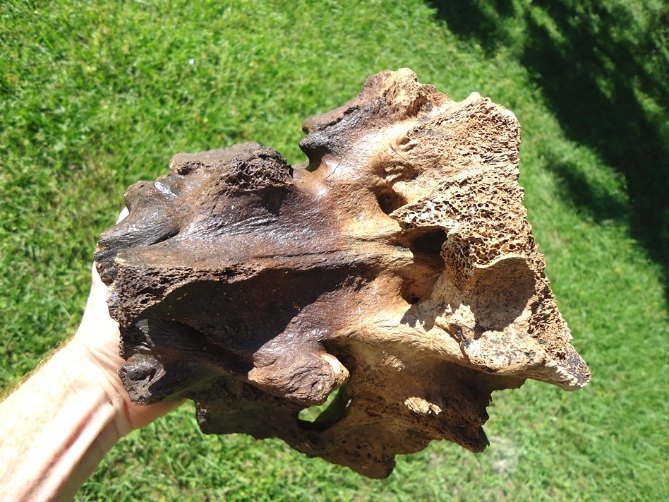 Large image 2 Beyond Rare Mastodon Sacrum