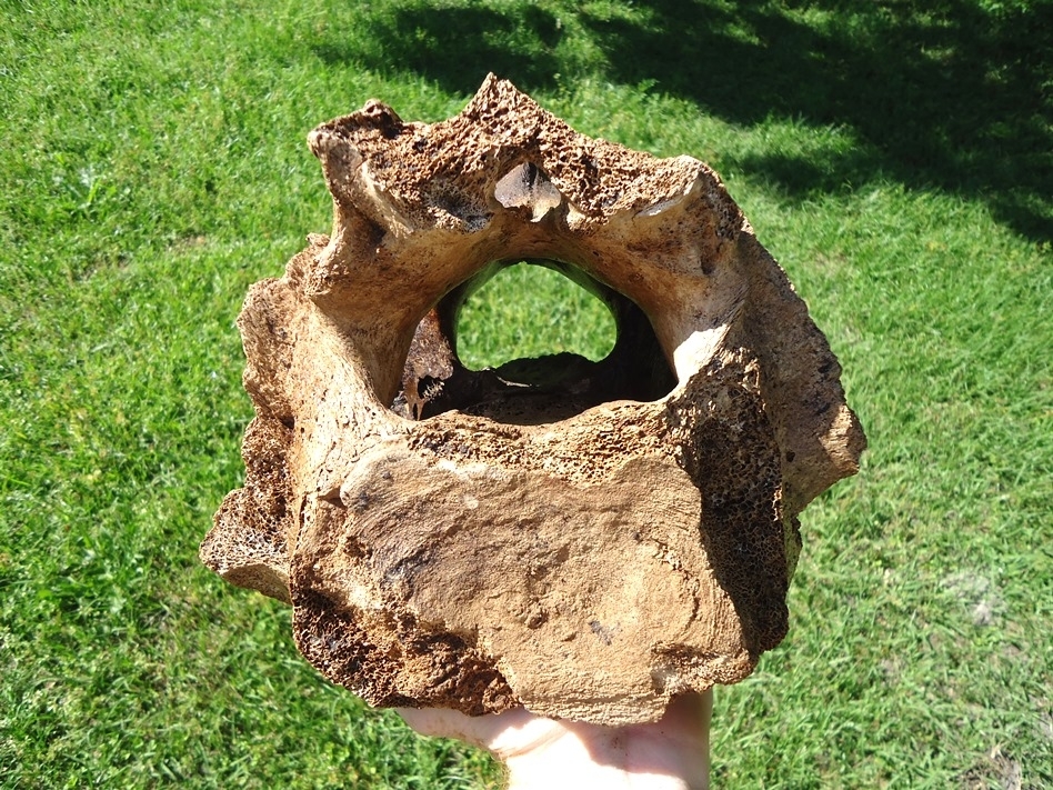 Large image 4 Beyond Rare Mastodon Sacrum