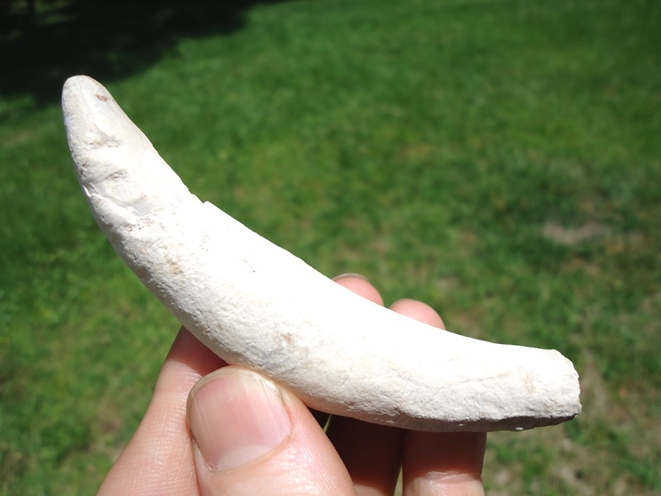 Large image 1 Rare Bone Valley Sperm Whale Tooth