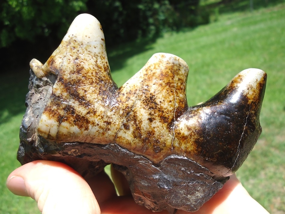 Large image 6 Colorful Ultra Glossy Mastodon Tooth