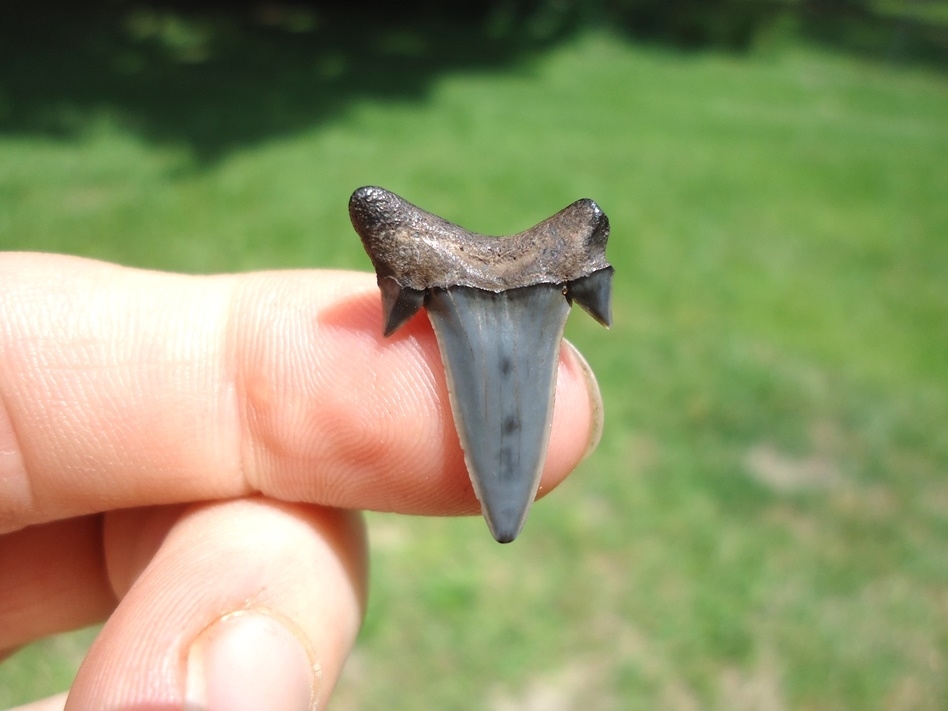 Large image 1 Top Quality Rare Eocene Mackerel Shark Tooth