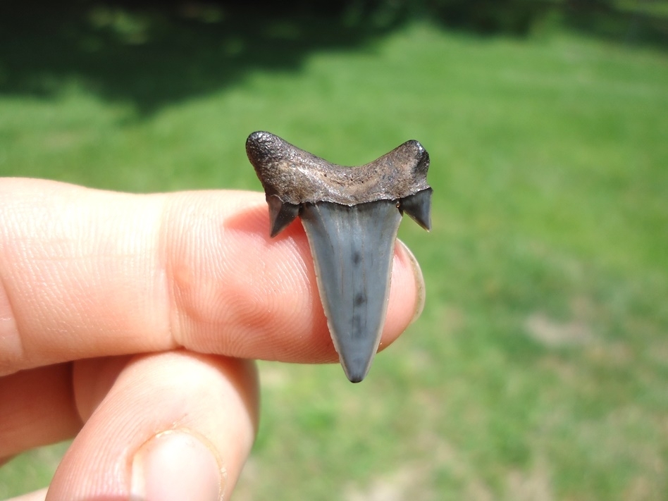 Large image 1 Top Quality Rare Eocene Mackerel Shark Tooth