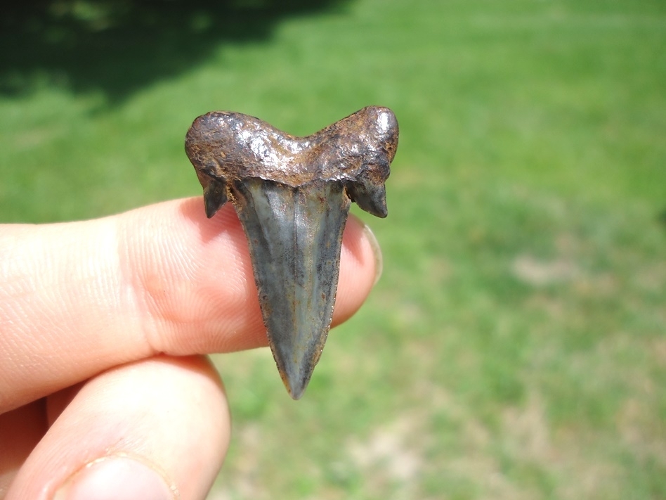 Large image 1 Top Quality Rare Eocene Mackerel Shark Tooth