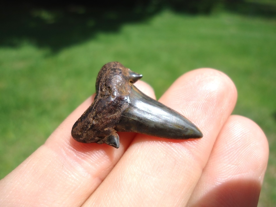 Large image 2 Top Quality Rare Eocene Mackerel Shark Tooth