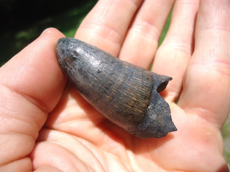 Large image 4 Monstrous 1.95' Alligator Tooth