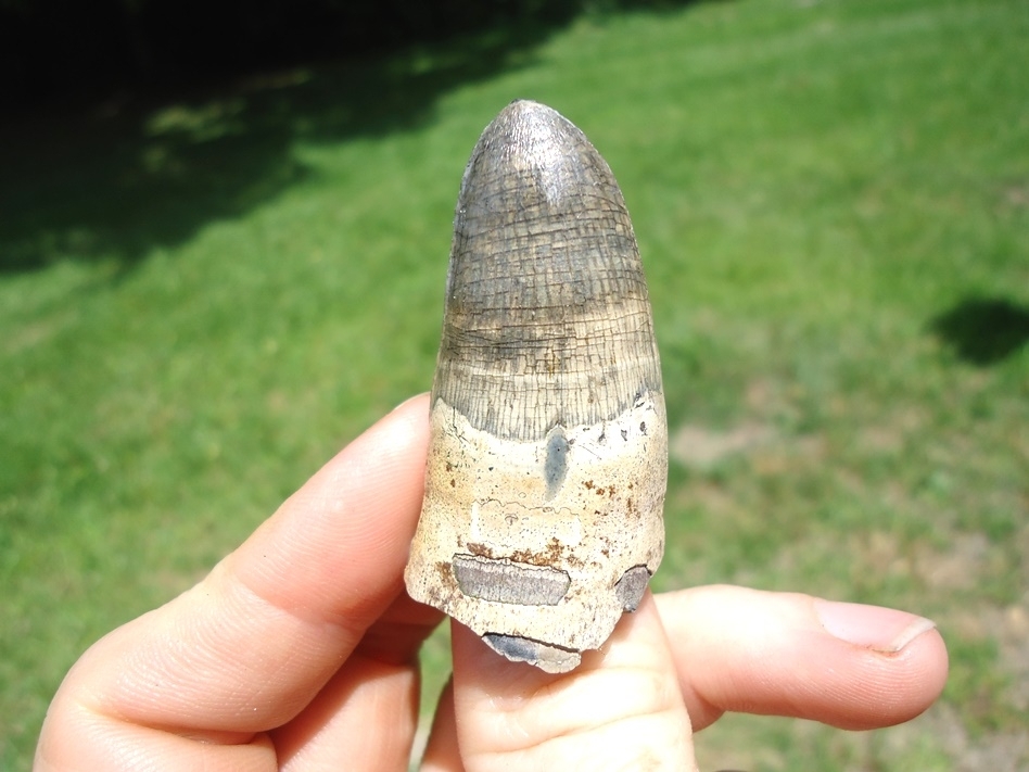 Large image 1 Monstrous 2.01' Alligator Tooth