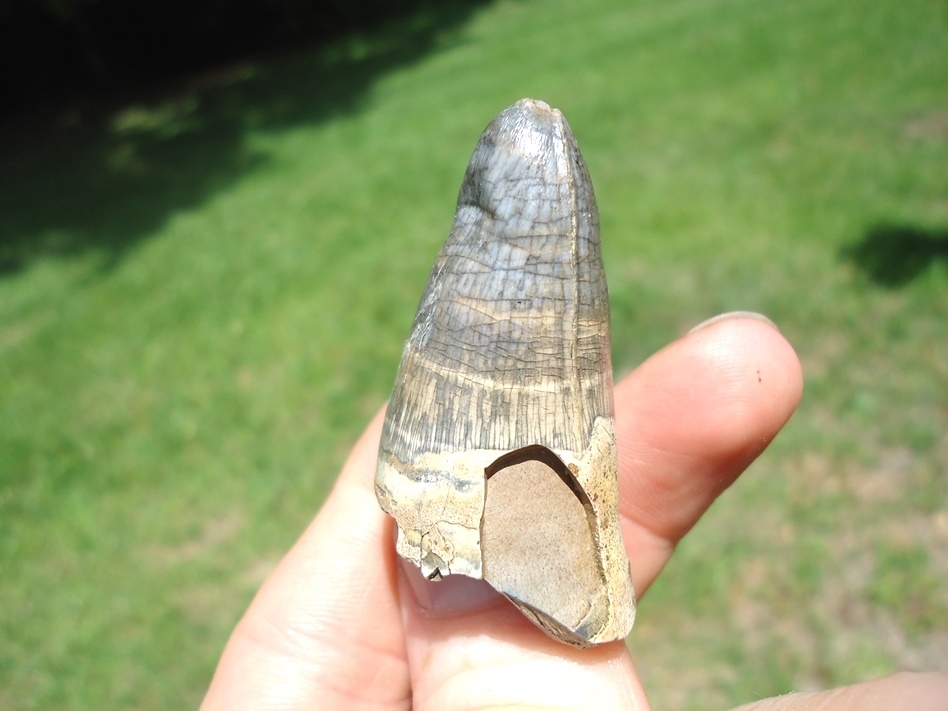 Large image 2 Monstrous 2.01' Alligator Tooth