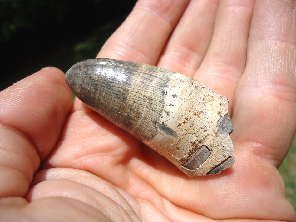 Large image 3 Monstrous 2.01' Alligator Tooth