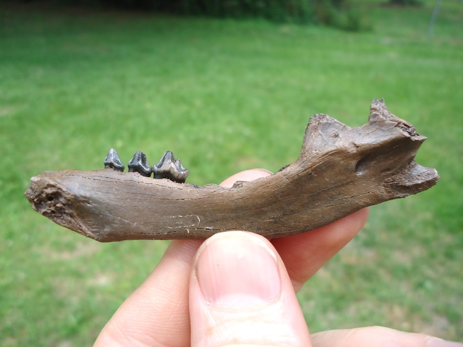 Large image 1 Excellent Raccoon Mandible with Three Teeth