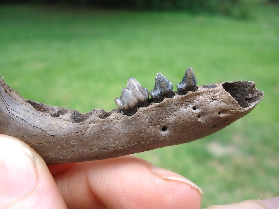 Large image 2 Excellent Raccoon Mandible with Three Teeth