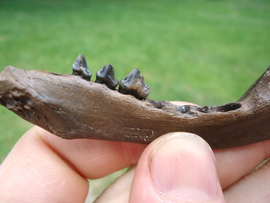 Large image 3 Excellent Raccoon Mandible with Three Teeth