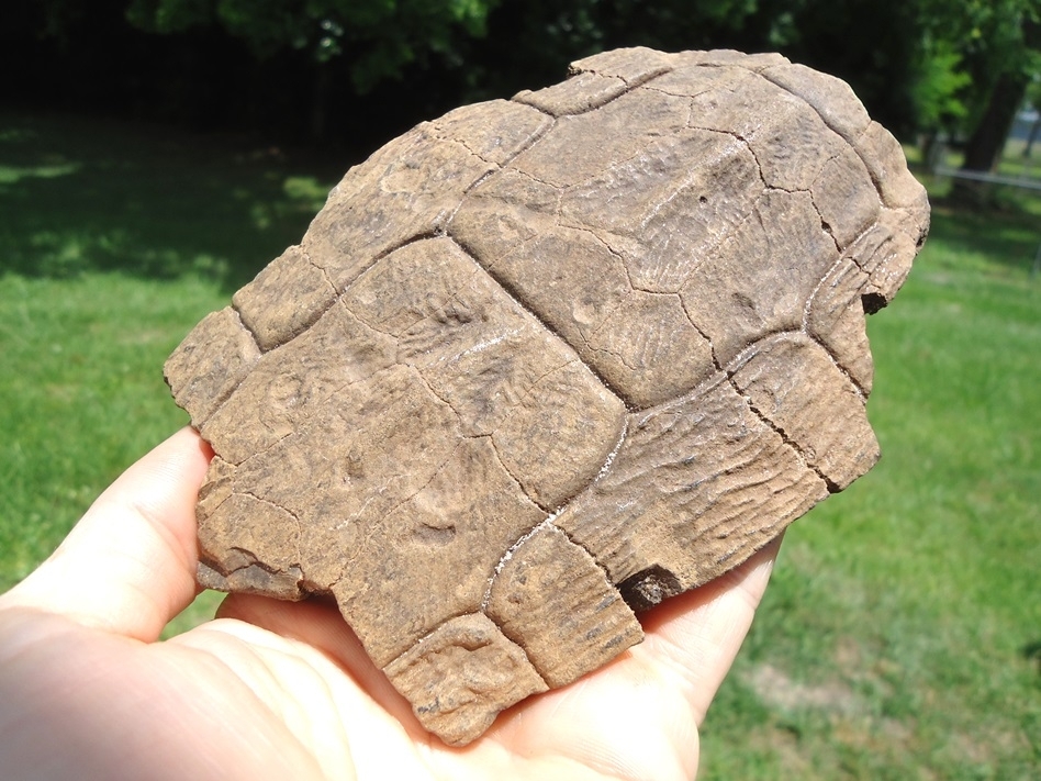 Large image 1 Large Section of Slider Turtle Shell from Leisey Shell Pit