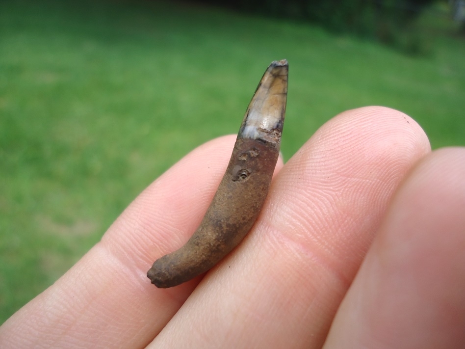 Large image 1 Colorful Bottlenose Dolphin Tooth