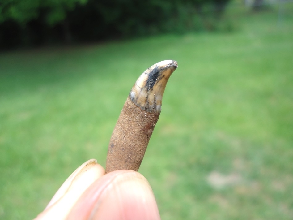 Large image 4 Colorful Bottlenose Dolphin Tooth