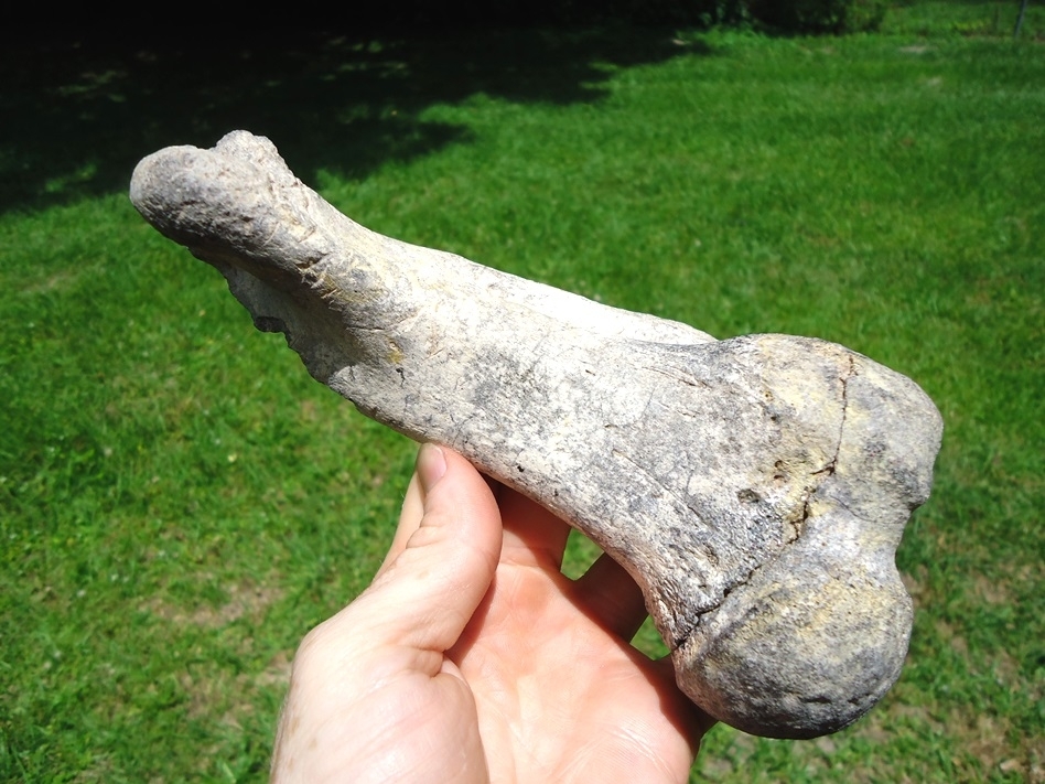 Large image 5 Rare Earless Seal Humerus with Bite Marks