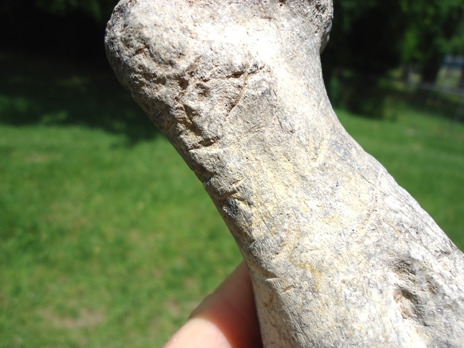 Large image 9 Rare Earless Seal Humerus with Bite Marks