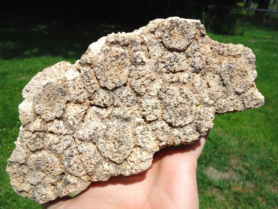 Large image 1 Huge Plate of Seven Fused Glyptodon Scutes