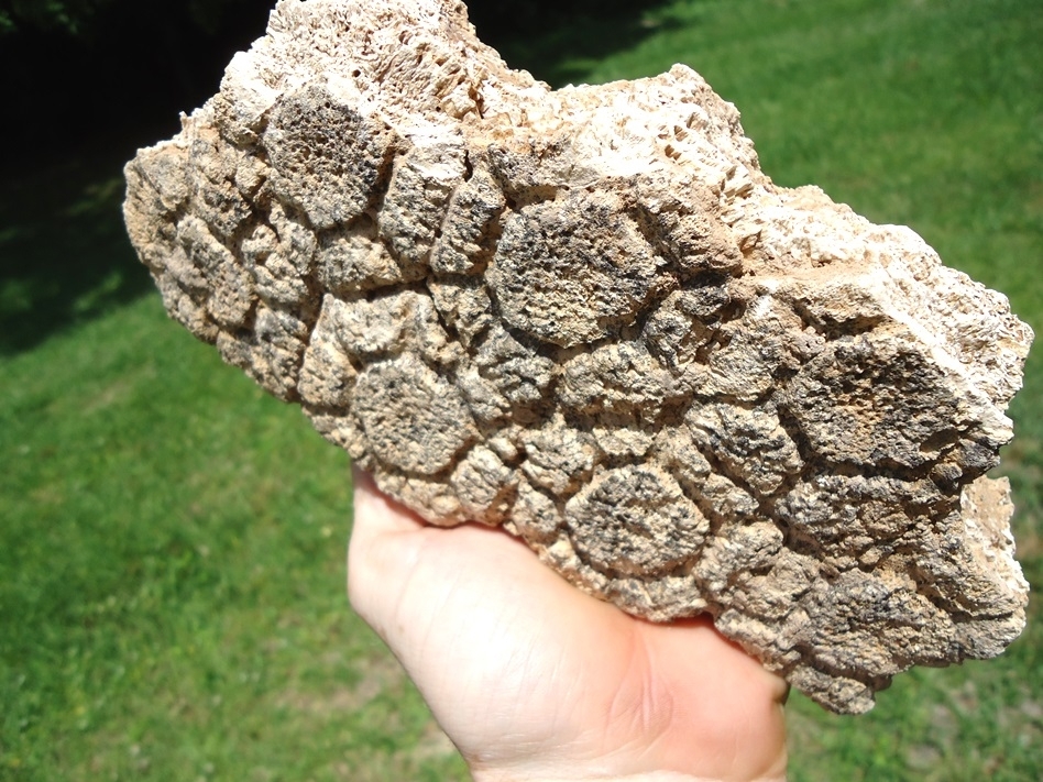 Large image 3 Huge Plate of Seven Fused Glyptodon Scutes