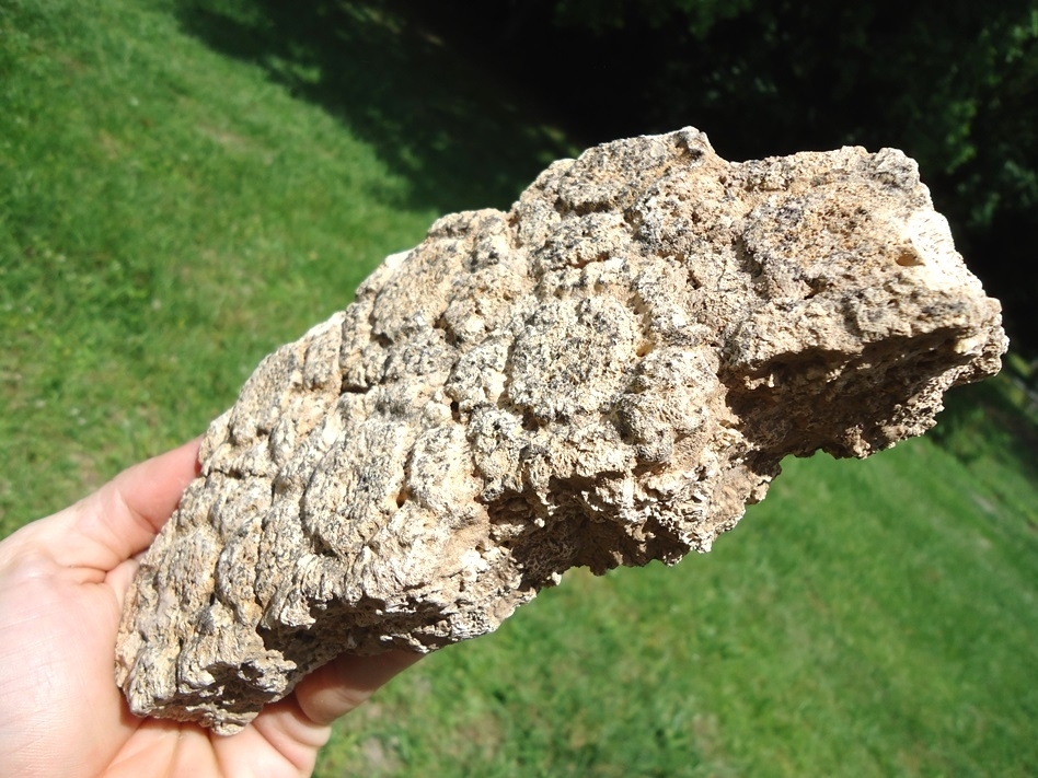 Large image 4 Huge Plate of Seven Fused Glyptodon Scutes