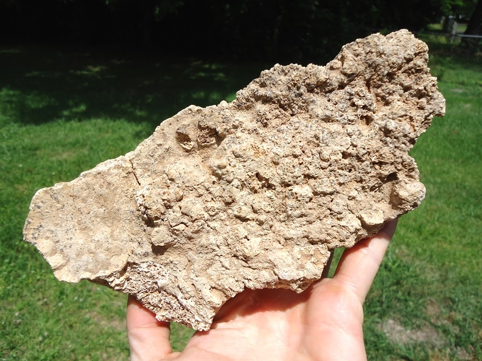 Large image 5 Huge Plate of Seven Fused Glyptodon Scutes