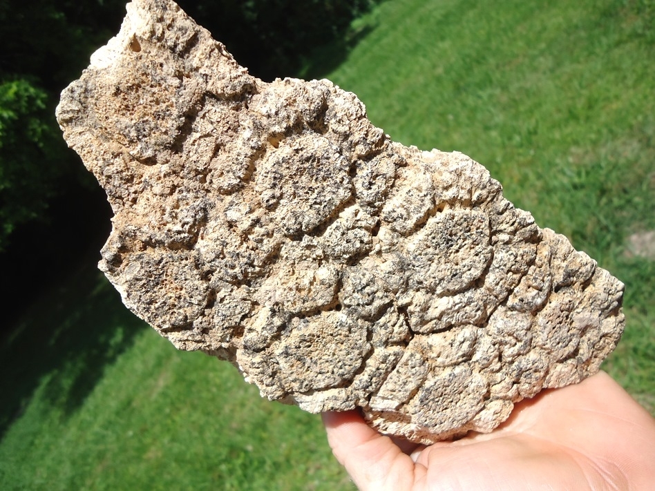 Large image 6 Huge Plate of Seven Fused Glyptodon Scutes