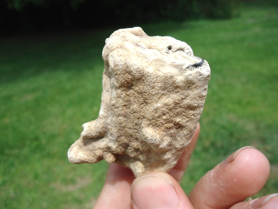 Large image 1 Unique Bryozoan Coated Horse Tooth