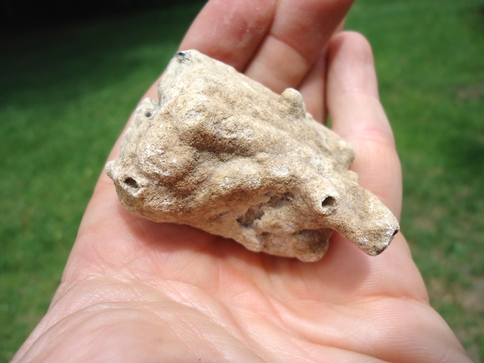 Large image 2 Unique Bryozoan Coated Horse Tooth