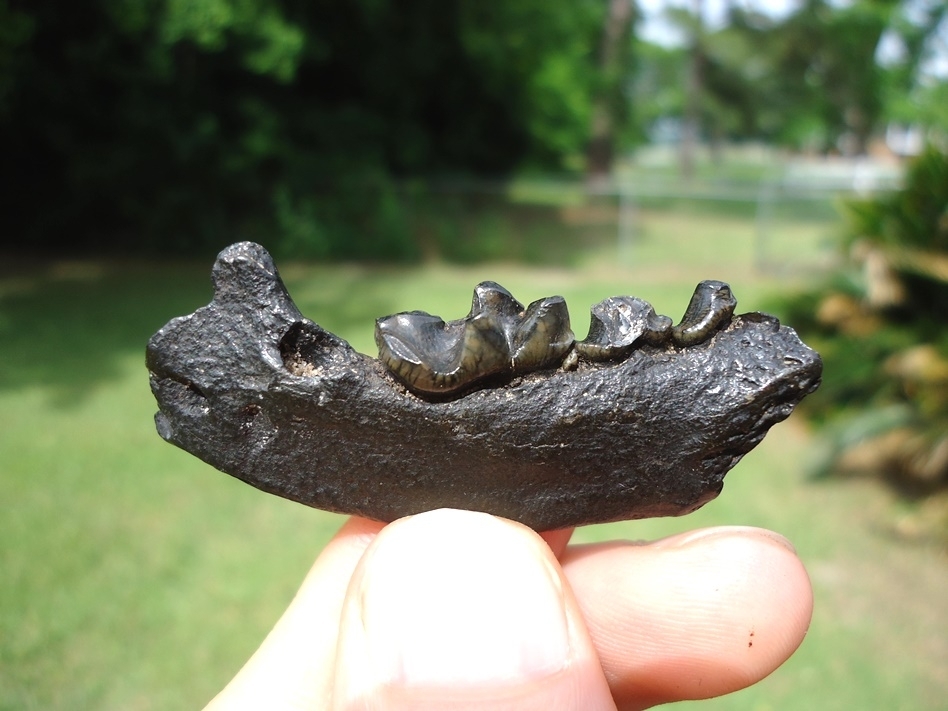 Large image 1 Excellent Otter Mandible with Three Teeth