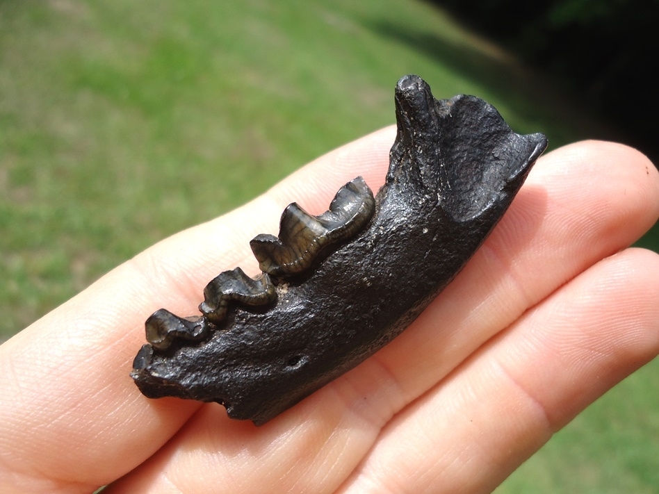 Large image 3 Excellent Otter Mandible with Three Teeth
