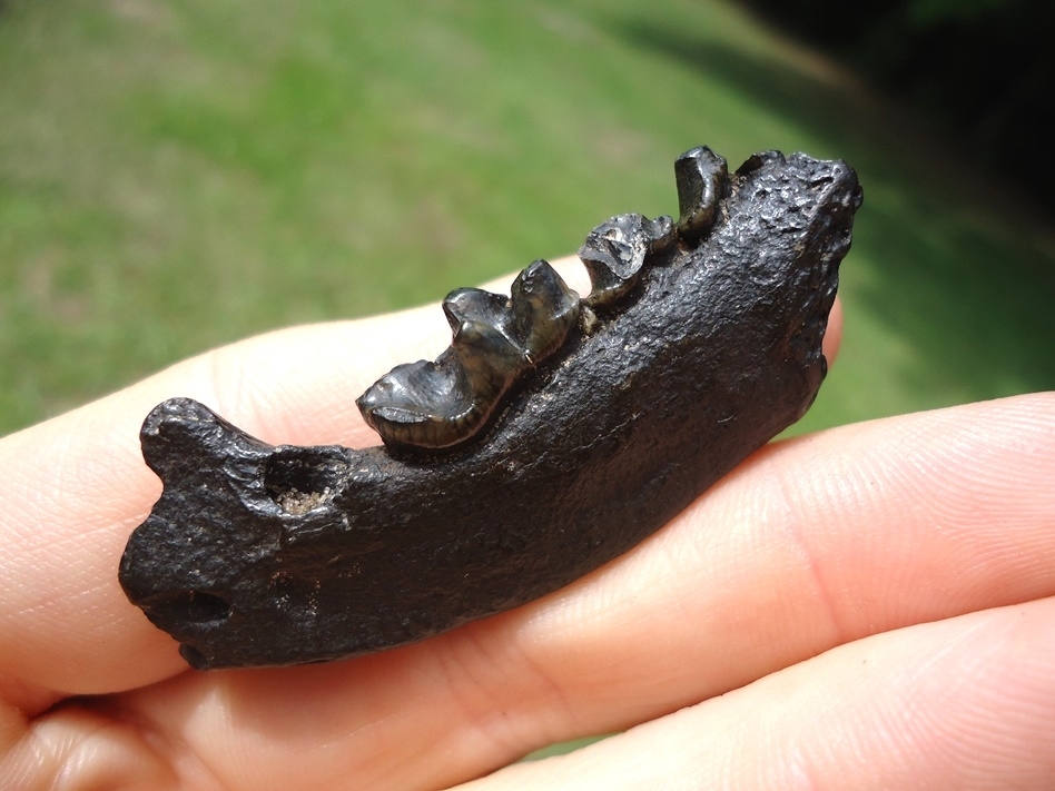 Large image 4 Excellent Otter Mandible with Three Teeth