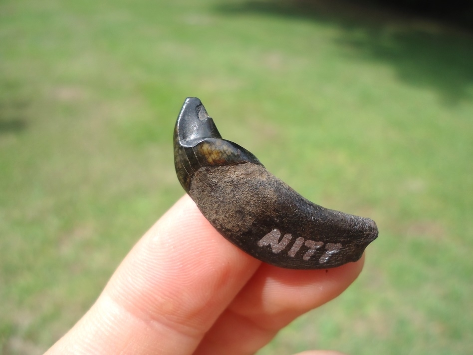 Large image 1 Top Quality Dire Wolf Incisor