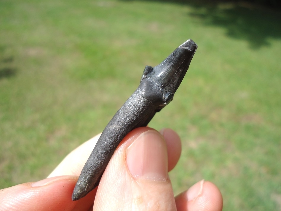Large image 3 Beyond Rare Homotherium Scimitar-Toothed Cat Incisor