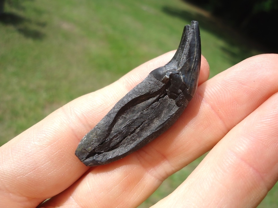 Large image 5 Beyond Rare Homotherium Scimitar-Toothed Cat Incisor