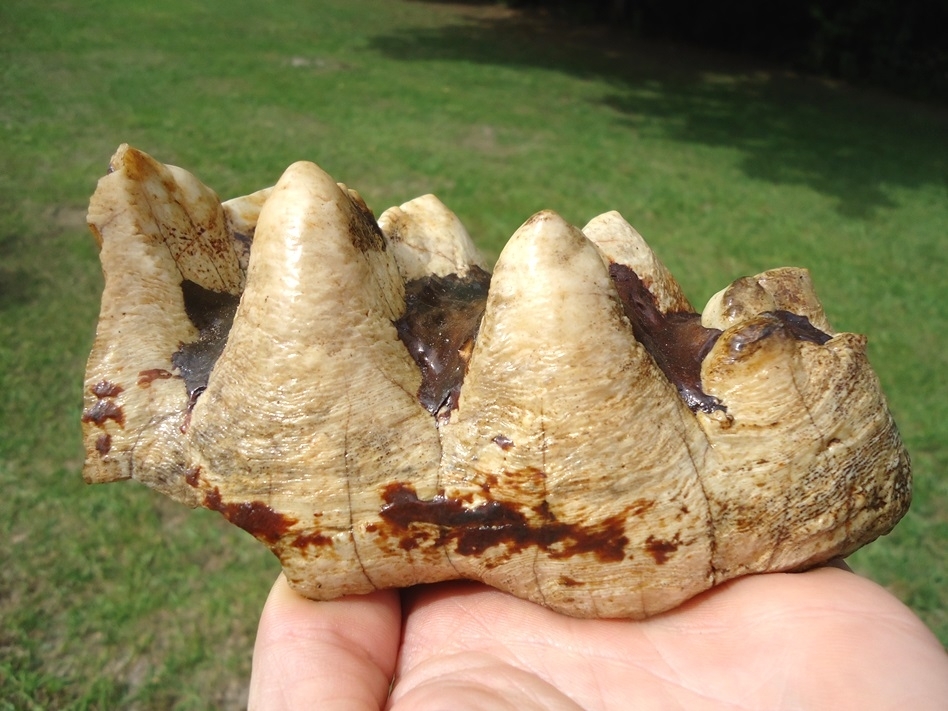 Large image 1 Extra Large Partial Mastodon Tooth