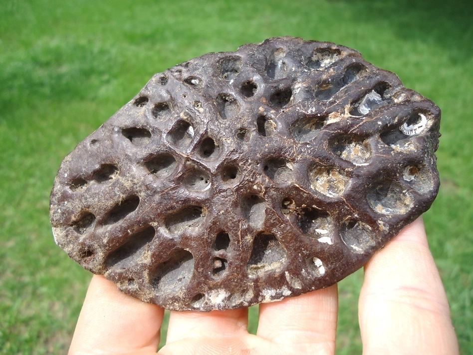 Large image 1 World Class Crocodile Scute