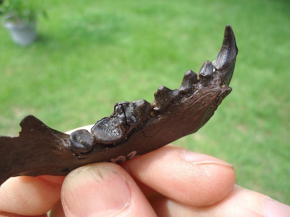Large image 7 Exceptional Otter Mandible with Six Teeth Including Canine