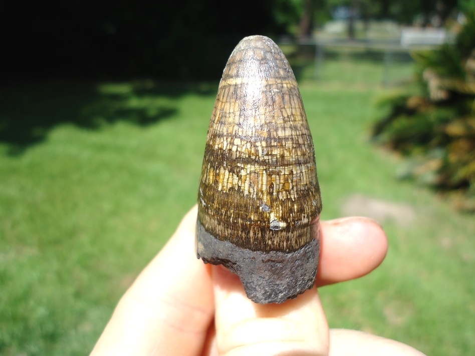 Large image 2 Extra Large 1.83' Alligator Tooth