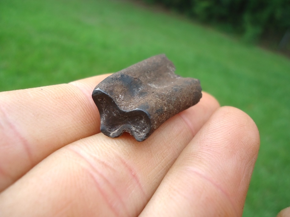 Large image 3 Uncommon Juvenile Sloth Tooth